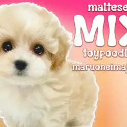 【 MIXマルプー 】食欲旺盛！環境馴れ抜群のフレンドリーな女の子は初心者必見！