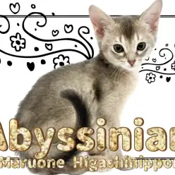 【 アビシニアン 】異国のお姫様のようなエキゾチック美猫！透明感溢れるブルー