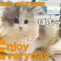 【 スコティッシュフォールド 】バブちゃんスタイルでごはんを楽しむキャリコちゃん