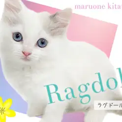 【 ラグドール 】可愛さと美しさを兼ね揃えた青い瞳を持つ美少女にゃんこ！