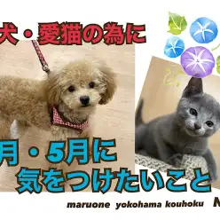 【 お役立て情報 】愛犬・愛猫のために4月5月に注意すべきポイントを解説｜