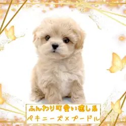 【 MIX 】遂にやってきた！もふっと癒しのペキプー！