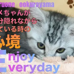【 アメショ 】隠れて片目で見ているのは「完全に隠れている」と思っている!?