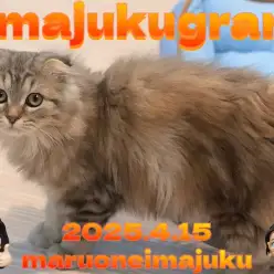 【 イマジュクグラム 】スコティッシュフォールドのお散歩デビュー記念ブログ！