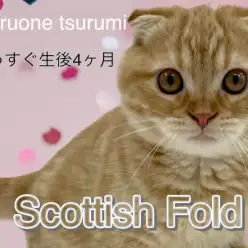 【 スコティッシュフォールド 】もうすぐ生後4ヶ月！ワクチンプログラム完了しました！