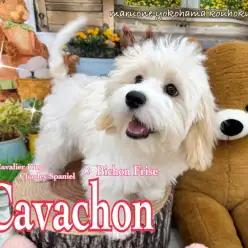 【 キャバション 】更に大らかな性格の女の子へ！生後140日の成長記録