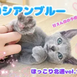 【 ほっこり北通vol.146 】甘えん坊な予感！宝石級のイケメンロシアンブルー