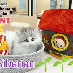 【 サイベリアン 】抱っこ大好き!!甘えん坊癒し系男子