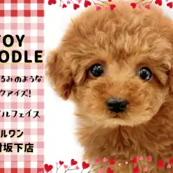 【 トイプードル 】最上級の癒しをお届け！ベビーフェイスのトイプードルが入店！
