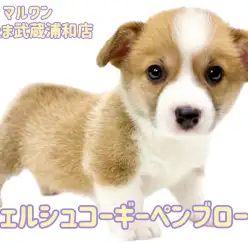 【 コーギー 】抱き心地抜群！胴長短足の丸いフォルムが可愛い女の子！