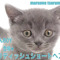 【 ブリティッシュ・ショートヘア 】美しく艷やかなブルーカラーの男の子!