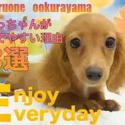 【 ダックス 】ダックスフントが初めての人にも育てやすいと思う理由3選！