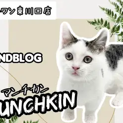 【 マンチカン 】生後4ヶ月！超甘えん坊な短足キャットの成長記録！