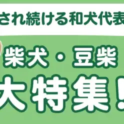 【 柴犬・豆柴特集 】4/3現在在店中の和犬代表！最新動画は必見！