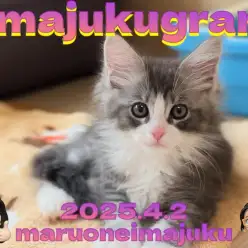 【 イマジュクグラム 】白い靴下を履いた温厚美男子！メインクーン登場！