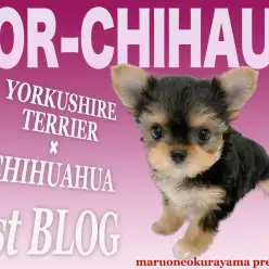 【 MIX 】マルワン初！ヨークシャテリアとチワワの両親から誕生したプリンセス！