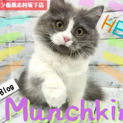 【 マンチカン 】生後6ヶ月を迎えたマンチカンちゃん！初めてのお風呂に挑戦！