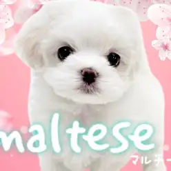 【 マルチーズ 】爆毛、短足ドワーフ体型！マズル短めの激かわフェイス！