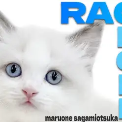 【 ラグドール 】ホワイトキャンパスにピュアなブルーの瞳が光り輝く甘えん坊猫！