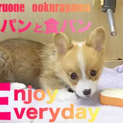 【 コーギー 】新しいおもちゃGET！食パンと食パンの癒やしの戯れ！