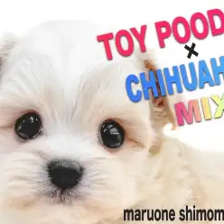 【 MIX 】トイプードルとチワワのミックス！可愛いルックスと小柄なサイズに注目