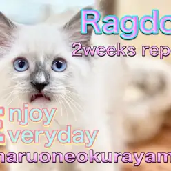 【 ラグドール 】2週間前の姿と比較してみて！青い瞳の可愛いプリンス！