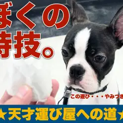 【 ボストンテリア 】ボクの特技〜天才運び屋への道〜