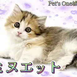 【 ミヌエット 】モフッと豊富な被毛の短足にゃんこ、癒し系ミヌエットちゃん!
