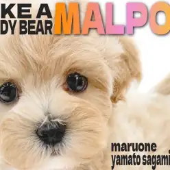 【 MIX 】人気ぬいぐるみ系ミックス！生後2ヶ月のクリームカラーのマルプー女子