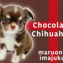 【 チワワ 】生後3ヶ月で775g！白い靴下を履いたおしゃれスウィート系男子！