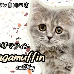 【 ラガマフィン 】生後5ヶ月の成長記録！希少ブルーの美猫が超甘えん坊に成長！