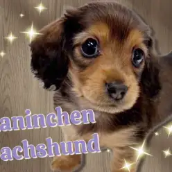 【 カニンヘンダックスフント 】笑顔が似合う元気印！小さめダックスが登場！