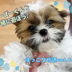 【 ほっこり北通vol.140 】人懐こさNo.1！元気いっぱいシーズーくん