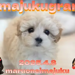 【 イマジュクグラム 】速報！アプリコットカラーが美しいマルプーの女の子が登場！