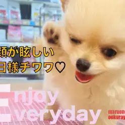 【 チワワ 】環境なれ抜群！！笑顔が眩しいお日様ガール！