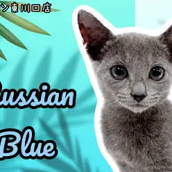 【 ロシアンブルー 】超イケメンな甘えん坊キャットが登場！人懐っこさにご注目！
