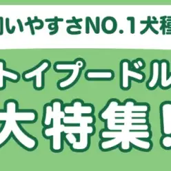 【 トイプードル特集 】4/17現在在店中の人気NO.1犬種！最新動画は必見！