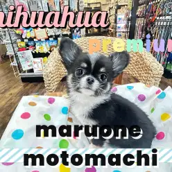 【 チワワ 】生後2カ月で760g！王道ブラックタンのプレミアムな女の子！