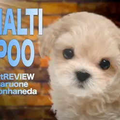 【 MIX・マルプー 】最強ビジュアル！小さな春色の天使が舞い降りた！