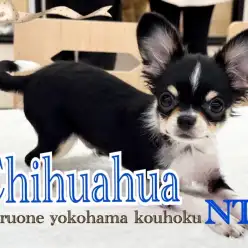 【 チワワ 】チワワ飼い主必見！愛犬に最適なグッズ選びのコツとケア方法