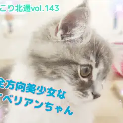【 ほっこり北通vol.143 】全方向美少女なサイベリアンちゃん