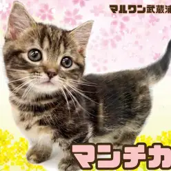 【 マンチカン 】 短毛短足の癒し系！大きな瞳が印象的なブラウンカラーの美猫