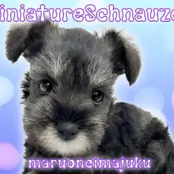 【 ミニチュアシュナウザー 】ソルト＆ペッパーが美しい甘えん坊の男の子！