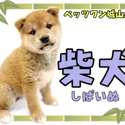 【 柴犬 】中身も外見も愛らしい！当店屈指の人気者、柴ちゃん登場