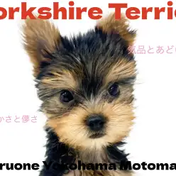 【 ヨークシャーテリア 】横浜元町にやってきた小さめサイズの愛されヨーキー！