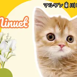 【 ミヌエット 】短足界のアイドル、激レアミヌエットが東川口店に二年ぶりの登場！