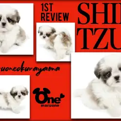 【 シーズー 】クラシックスタンダードの名にふさわしい美シーズー！！