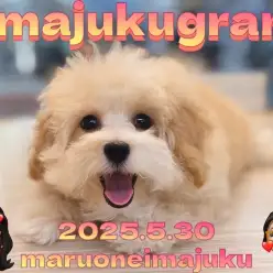 【 MIX 】生後3ヶ月を迎えた毛吹き毛量トップクラスのマルプーの女の子！