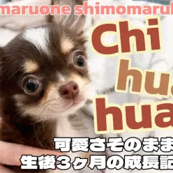 【 チワワ 】人懐っこく社交性抜群！永遠に続く幼さで愛され上手な女の子！
