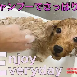 【 トイプードル 】シャンプーでさっぱり！更にかわいくなったトイプーちゃん！